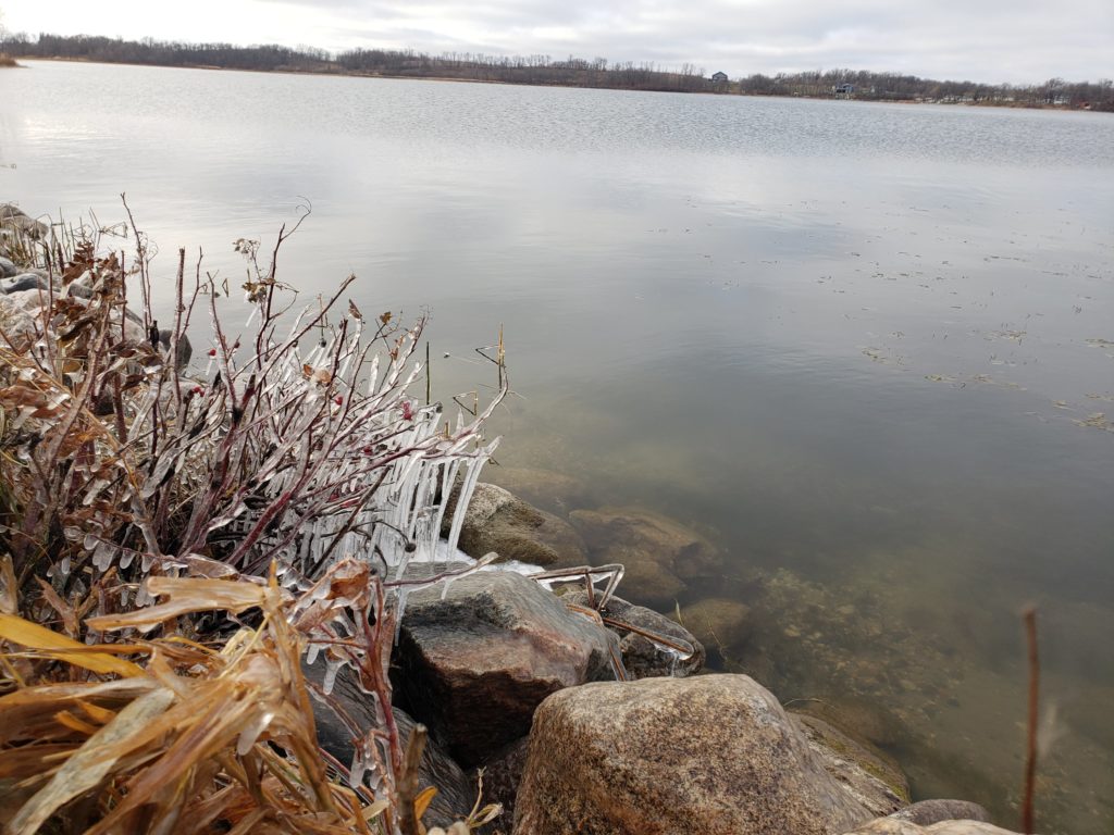 Lake shore line with bushes covered in ice.