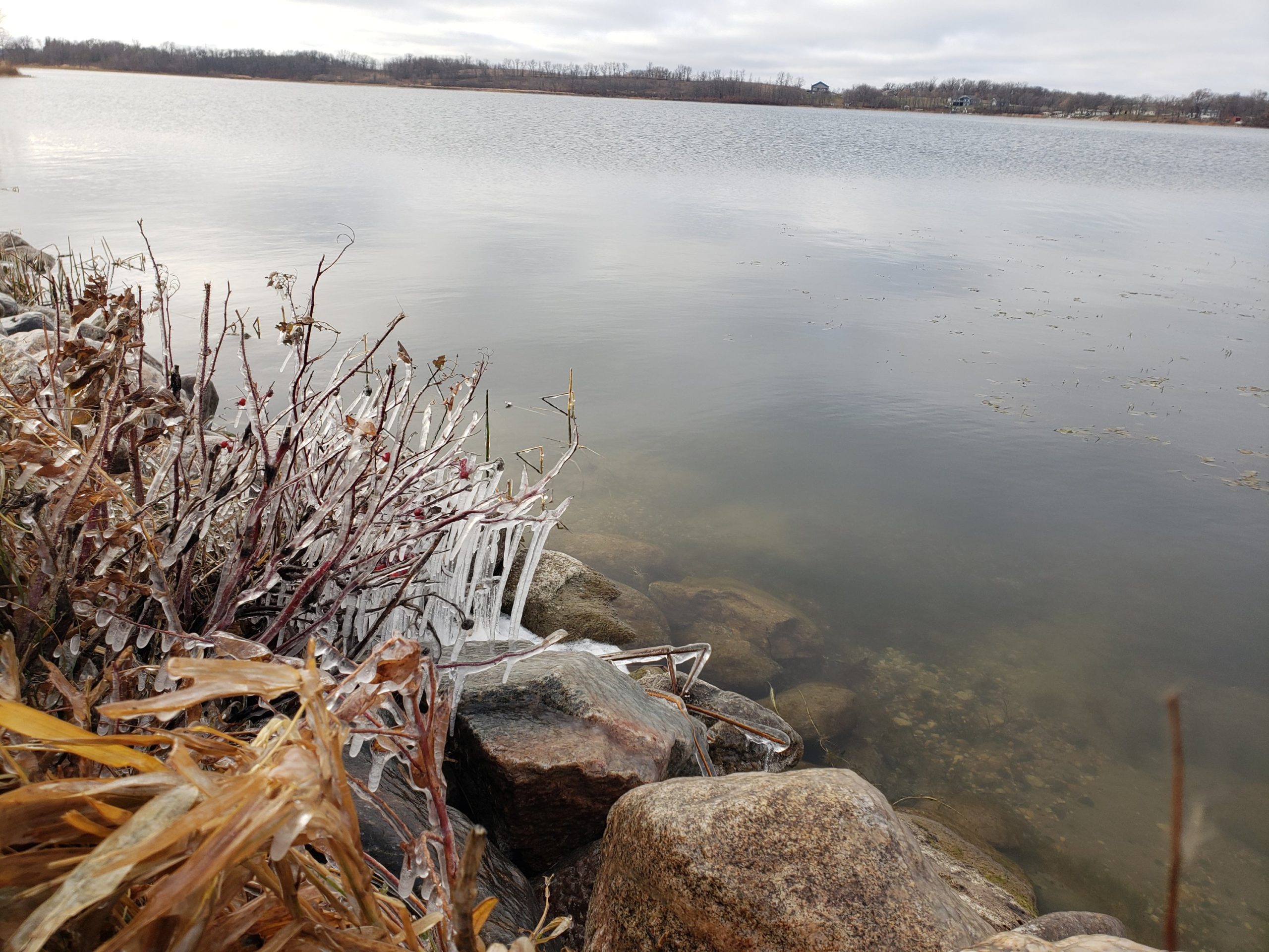 Lake shore line with bushes covered in ice.